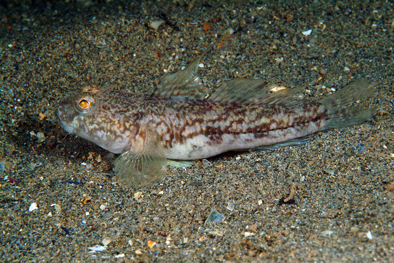 Gobius niger